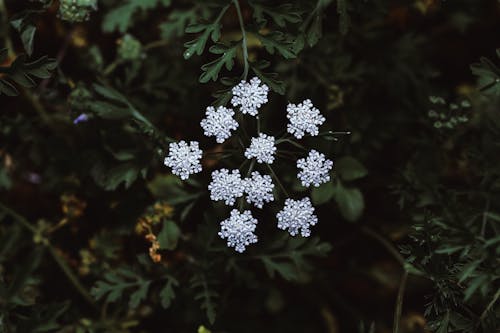 Darmowe zdjęcie z galerii z ammi majus, dziki, flora