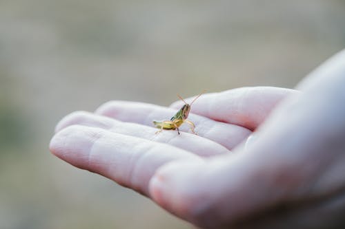 Free Green Grasshopper on Person's Hand Stock Photo