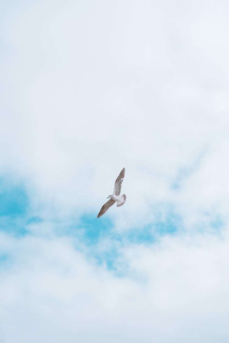 A Bird Flying In The Sky