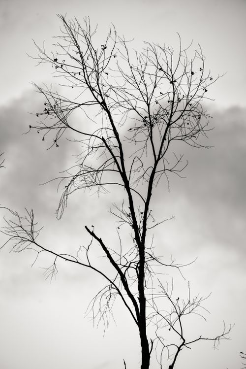 Free A striking silhouette of a leafless tree set against a moody, cloudy sky. Stock Photo