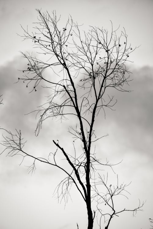 Silhouette of Bare Tree under Gray Sky · Free Stock Photo