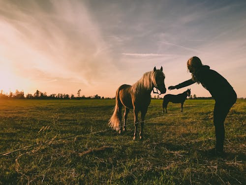 Photo of Person Near Horse