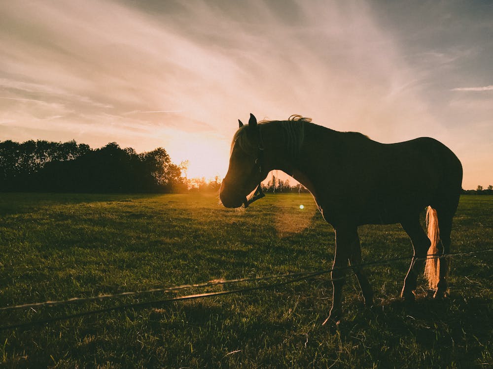 Silhouetfotografie Van Paard