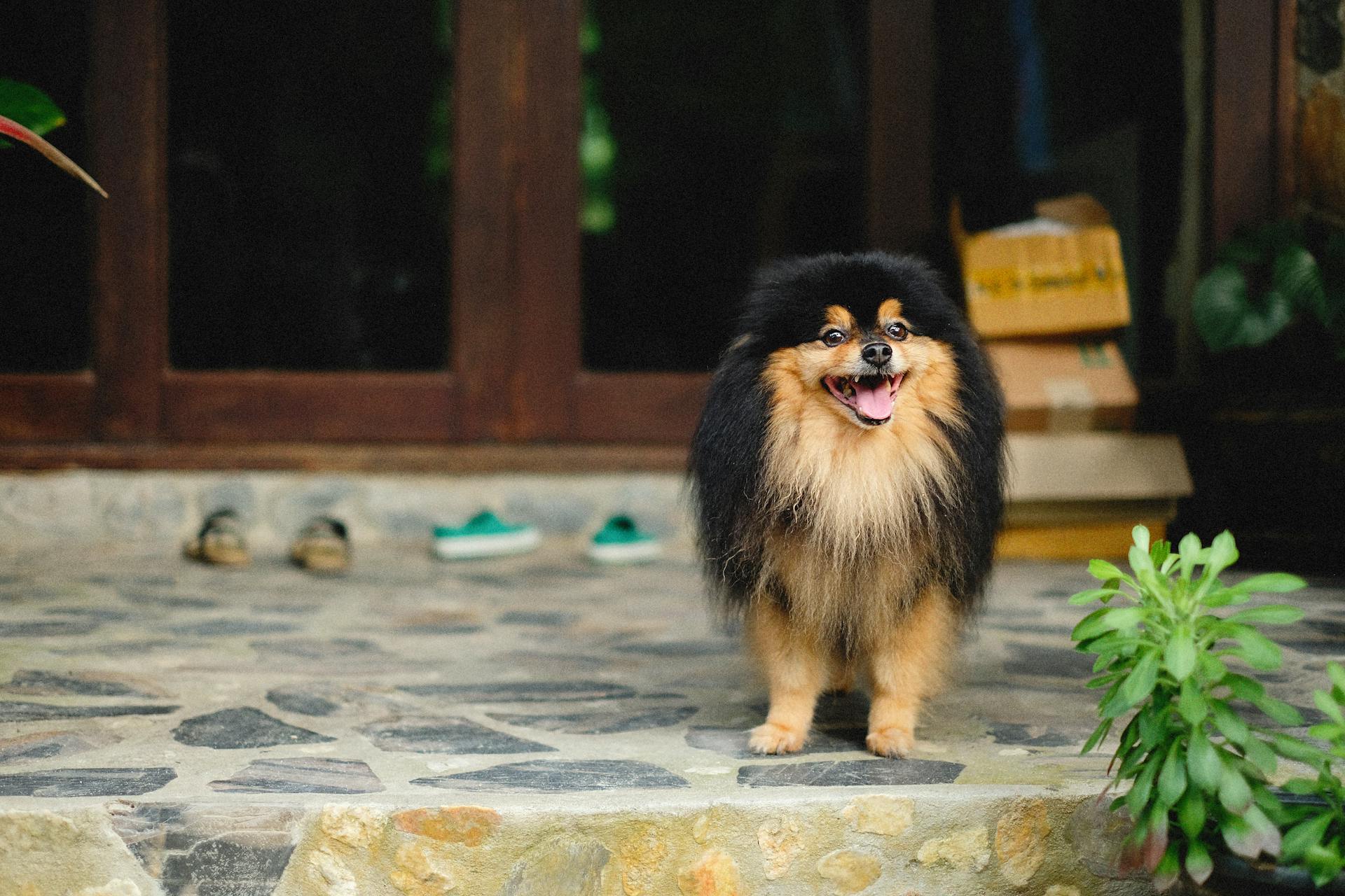 Small Dog Standing on the Doorway