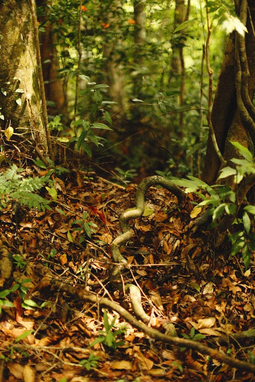 Photo of a Forested Ground and Tree Trunks in a Rain Forest