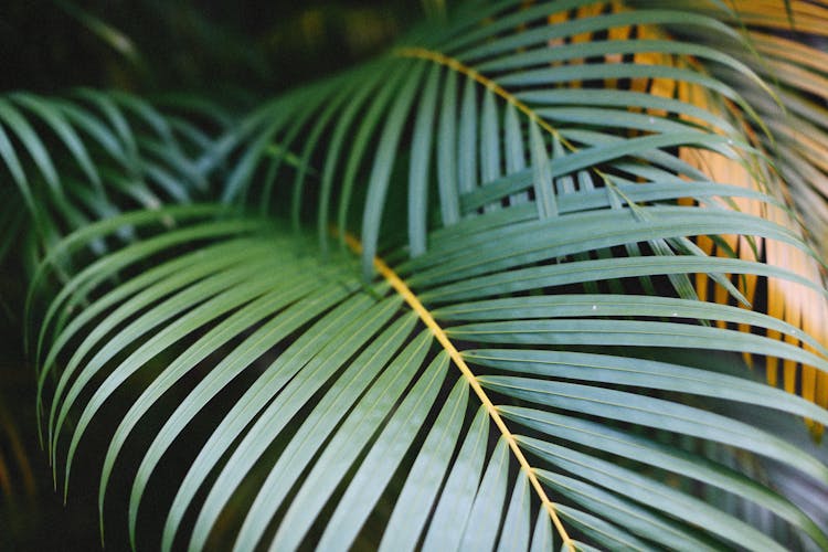 Plant With Long Leaves