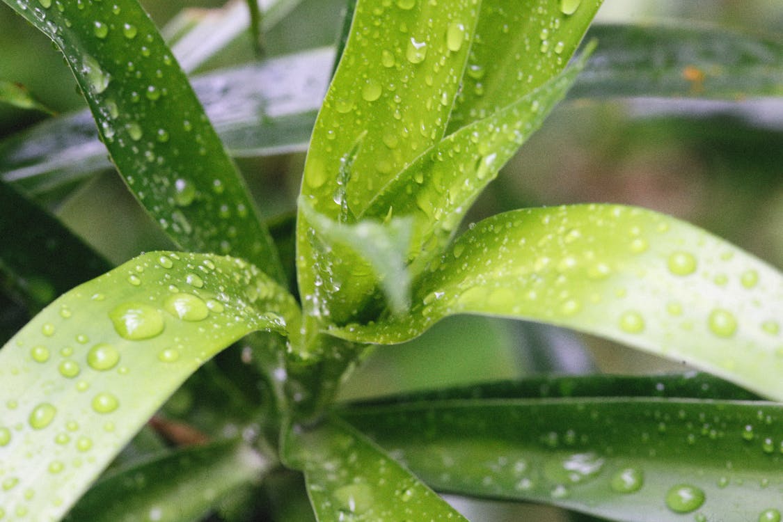 Foto d'estoc gratuïta de fulles verdes, gotes de rosada, gotetes d'aigua