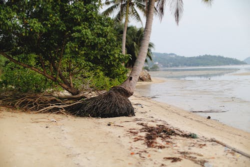 Palm Tree on Beach