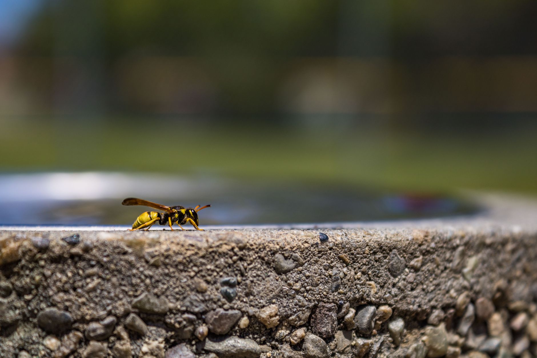 Common House Pests in the Central Valley