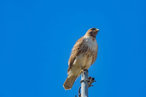 Free A majestic red-tailed hawk perched on a pole under a clear blue sky. Stock Photo