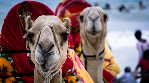 Free stock photo of africa, camel, mombasa Stock Photo