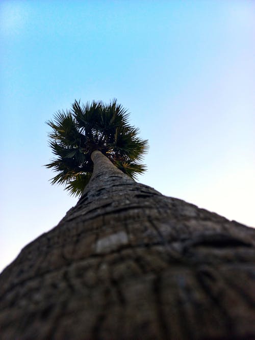 Low Angle View of a Palm Tree against a Clear Blue Sky