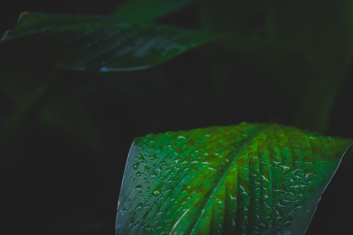 Green Leafed Plant