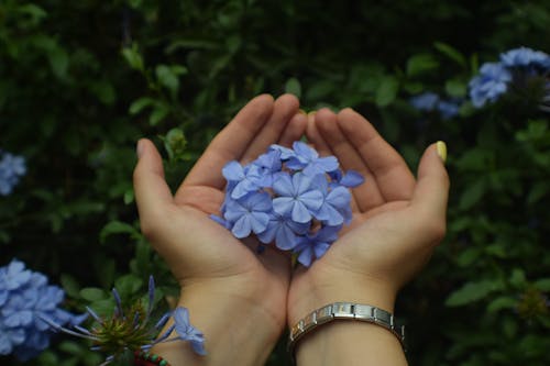 Free stock photo of flowers, green, hands