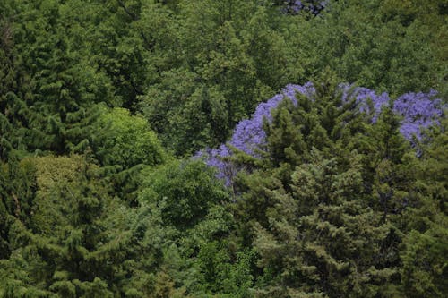 Free stock photo of earth, forest, green