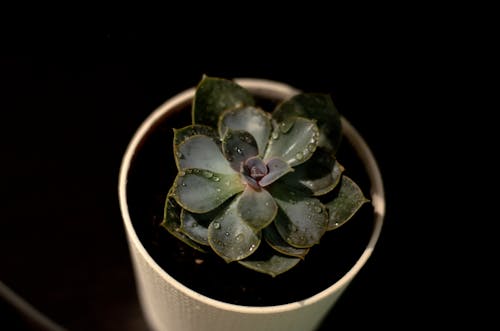 Green Succulent Plant In White Pot
