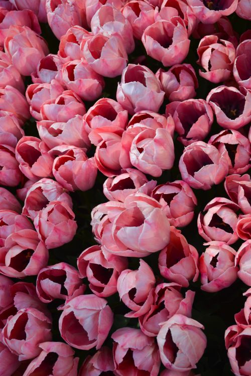 Free A vivid display of pink tulips in full bloom captured in a close-up vertical shot. Stock Photo