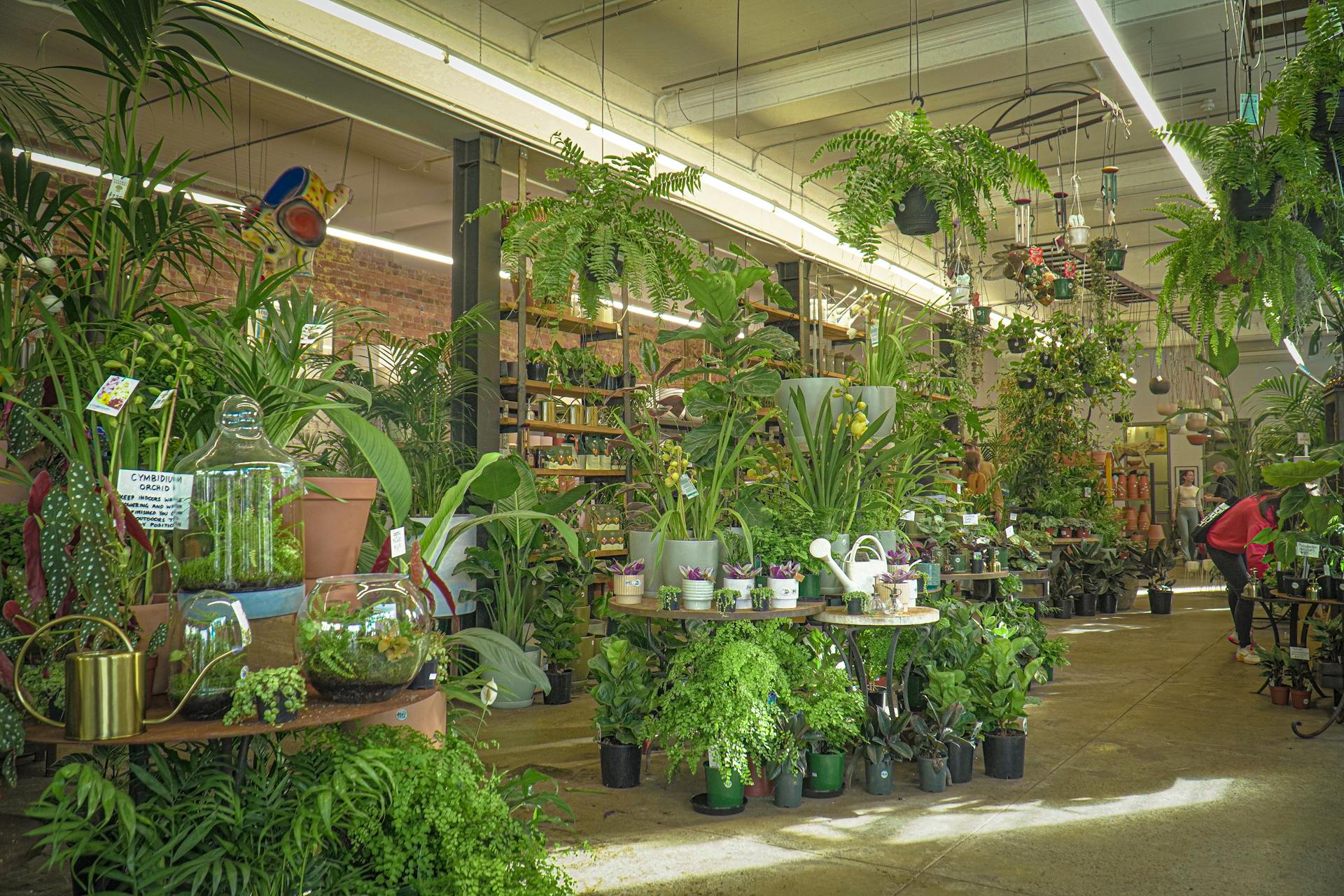 Explore a lush indoor plant store filled with diverse greenery and decorative pots in Fitzroy, VIC.