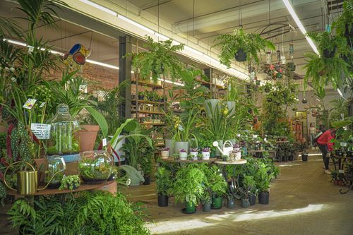 Free Explore a lush indoor plant store filled with diverse greenery and decorative pots in Fitzroy, VIC. Stock Photo