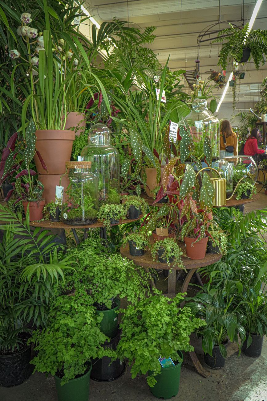 Explore a vibrant indoor garden filled with diverse potted plants in Fitzroy, VIC.