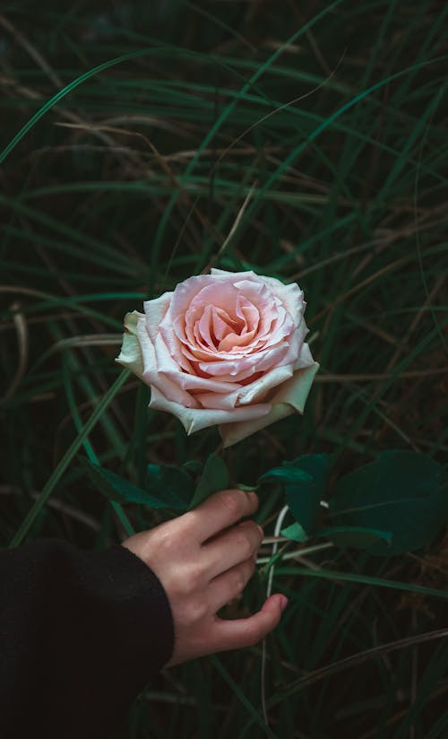 Person Holding Pink Rose