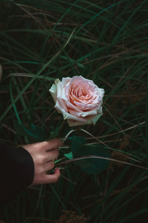 Person Holding Pink Rose