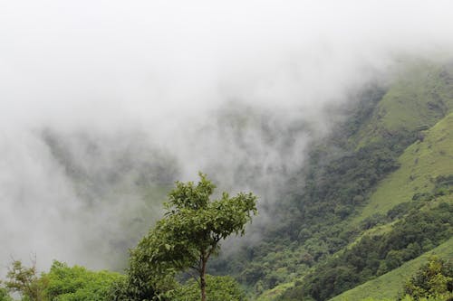 Free stock photo of fog