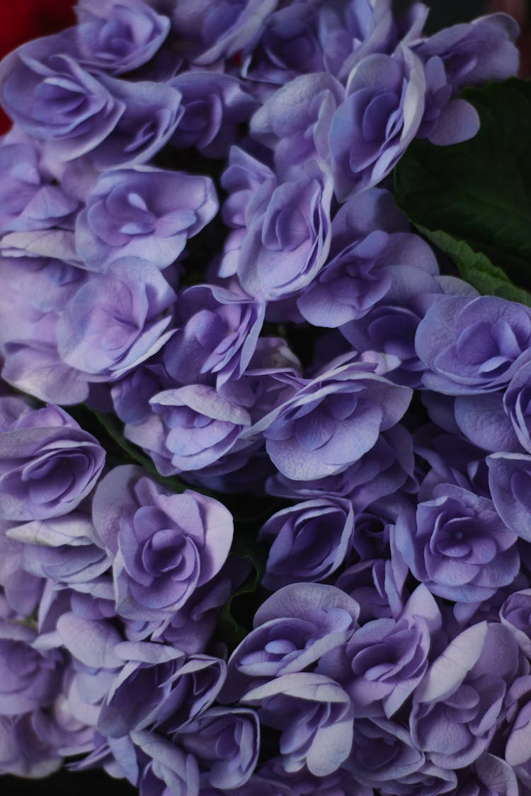 Close Up Photo Of French Hydrangea