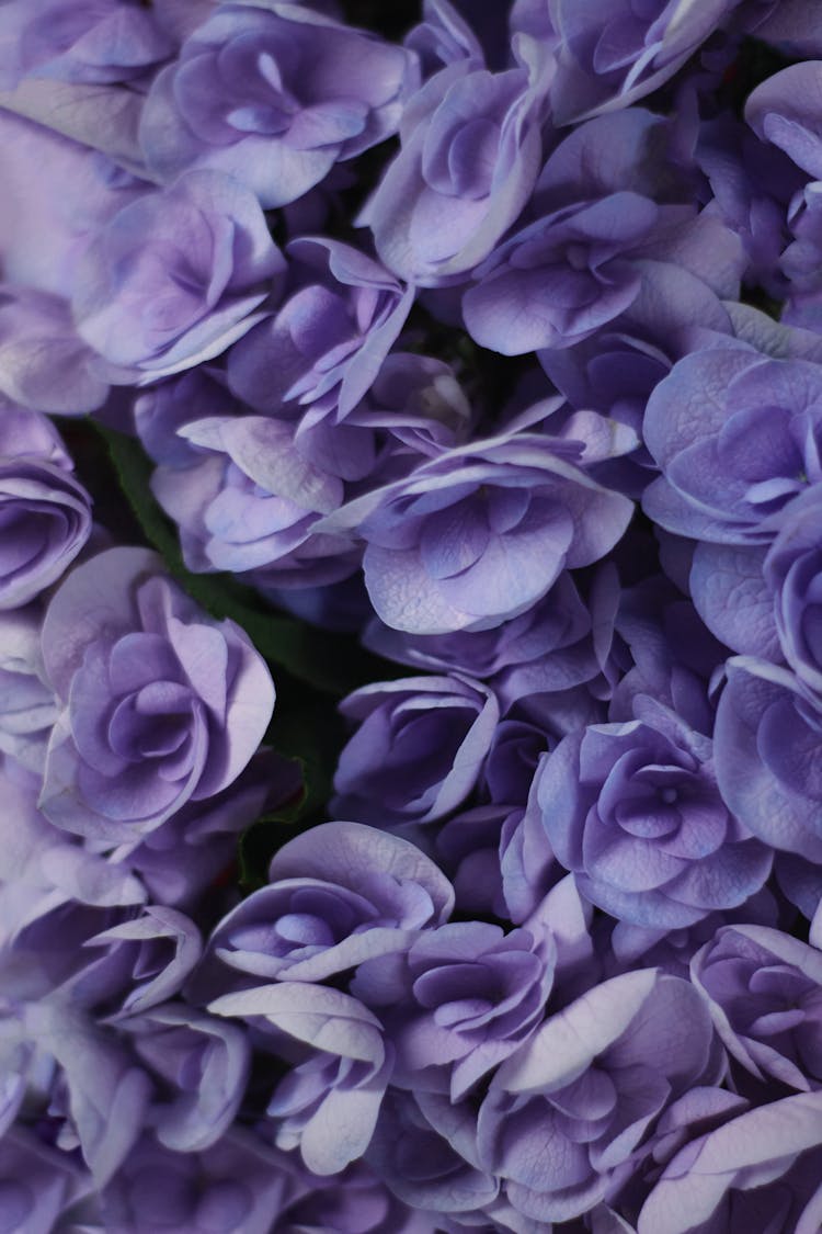 Close Up Photo Of French Hydrangea