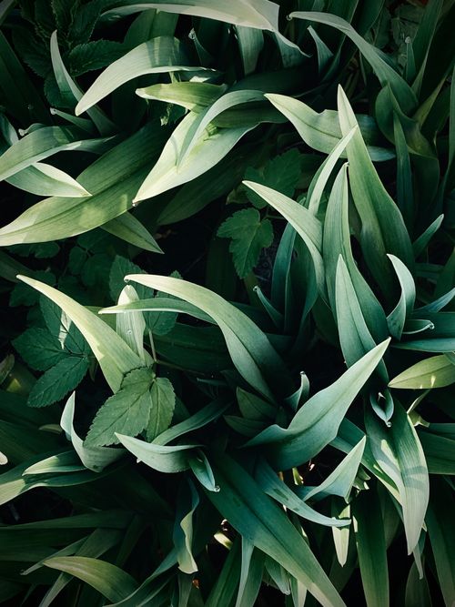 Free A vibrant close-up of lush green foliage in Panino, Ivanovo Oblast, Russia. Stock Photo