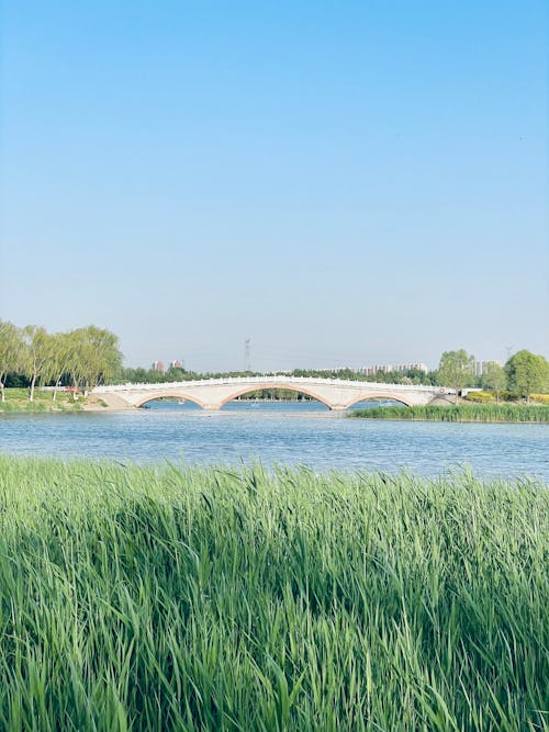 Reeds near a Bridge by the Riverside