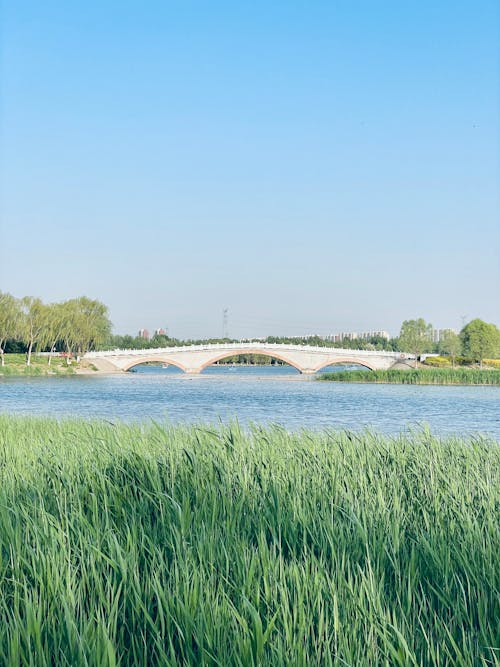 Free Reeds near a Bridge by the Riverside Stock Photo