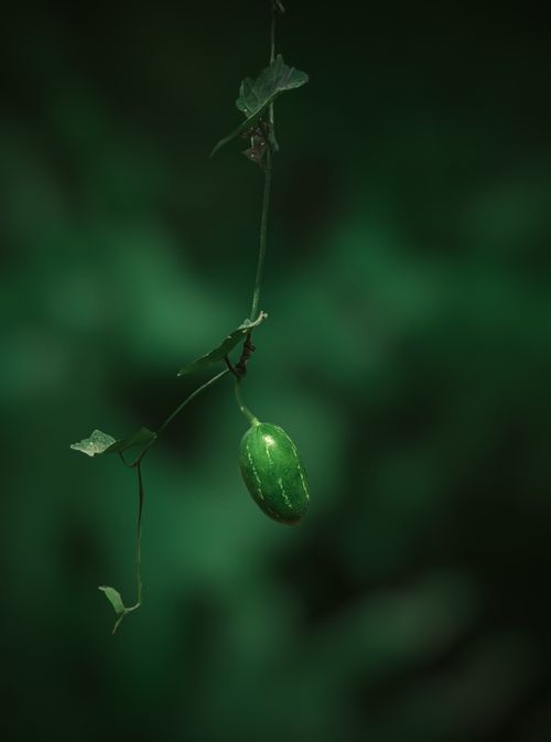 Free Vibrant green passion fruit hanging on a vine with blurred background. Stock Photo