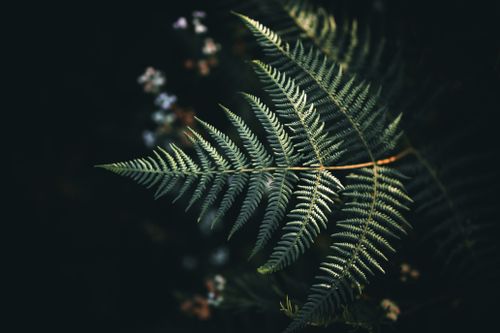 Free A detailed view of a green fern leaf, showcasing intricate patterns, found in Munnar, Kerala's tropical forests. Stock Photo