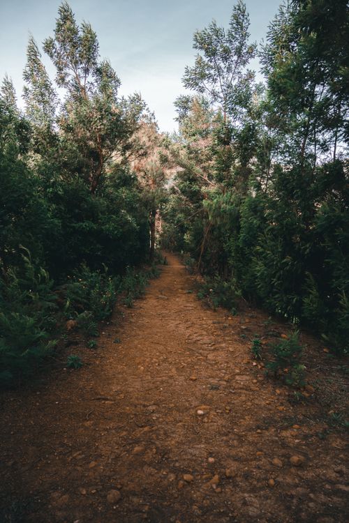 Free Explore a tranquil forest path surrounded by lush greenery in Munnar, India. Stock Photo