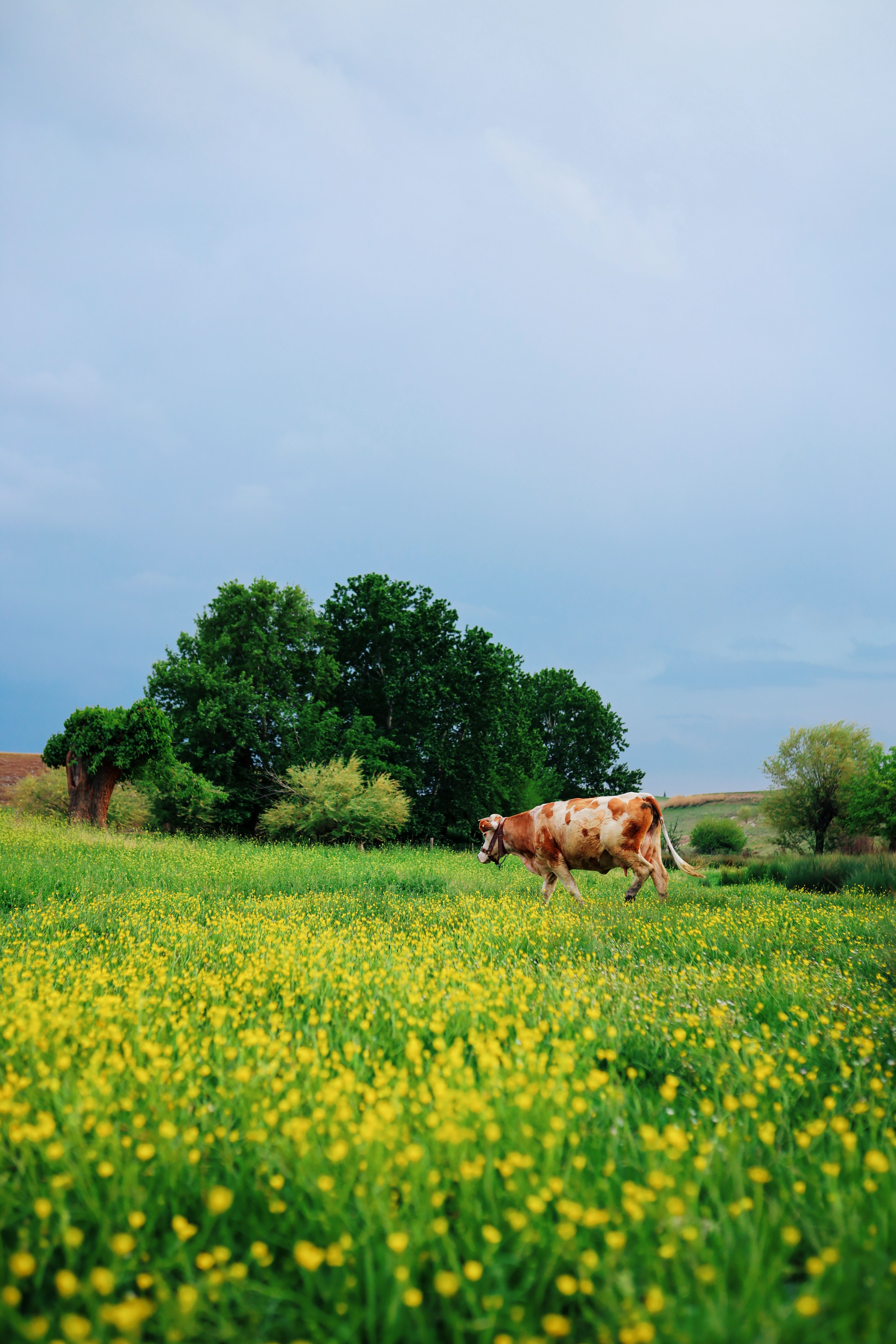 A Brown Cow on Green Grass Field · Free Stock Photo