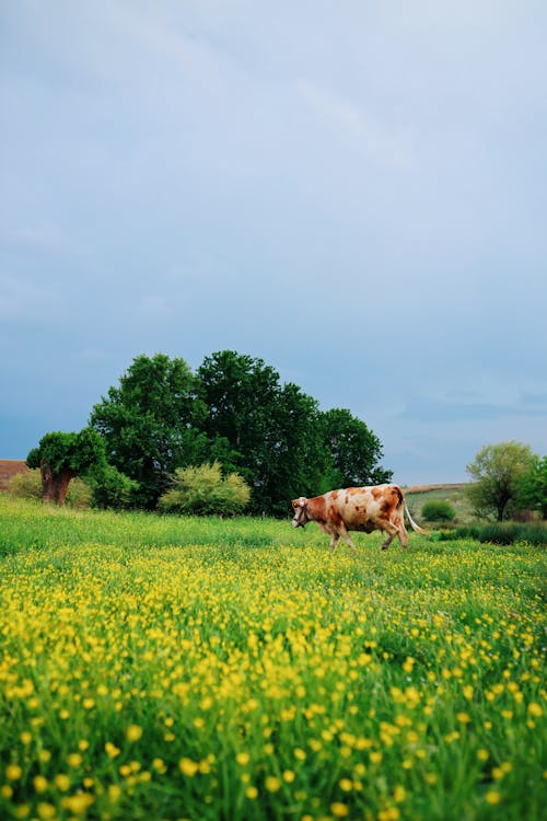 Free Brown Cow on Green Grass Field Stock Photo