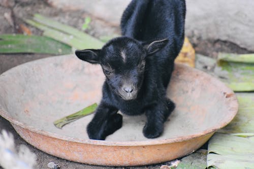 Close up of a Black Baby Goat 