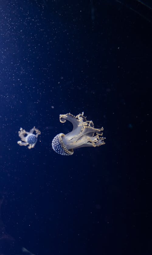 Free Jellyfish in Deep Ocean Stock Photo
