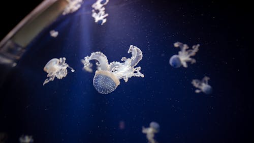 Darmowe zdjęcie z galerii z australijska meduza plamista, cnidaria, fotografia podwodna