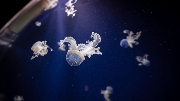 Mesmerizing view of elegant Australian spotted jellyfish floating in deep blue waters.