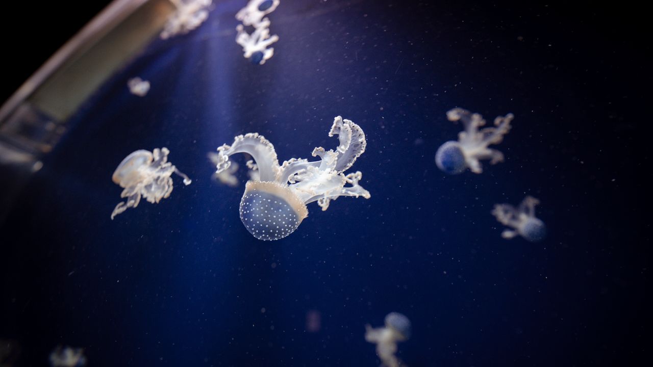 mesmerizing view of elegant australian spotted jellyfish floating in d