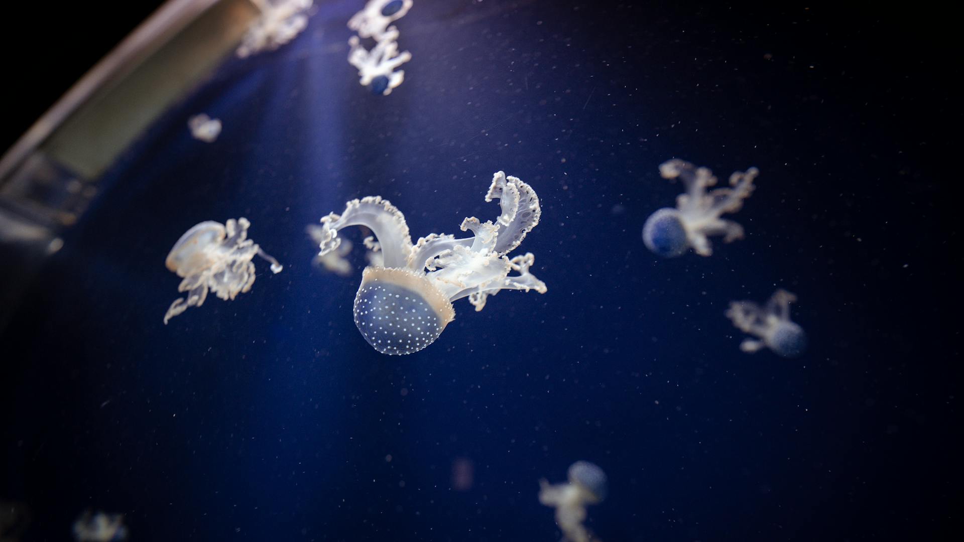 Mesmerizing view of elegant Australian spotted jellyfish floating in deep blue waters.