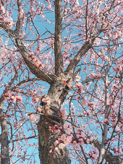 Kostnadsfri bild av körsbärsblommor, körsbärsträd, lågvinkelskott