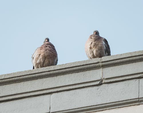 Birds Perched on Top of a Concrete Wall