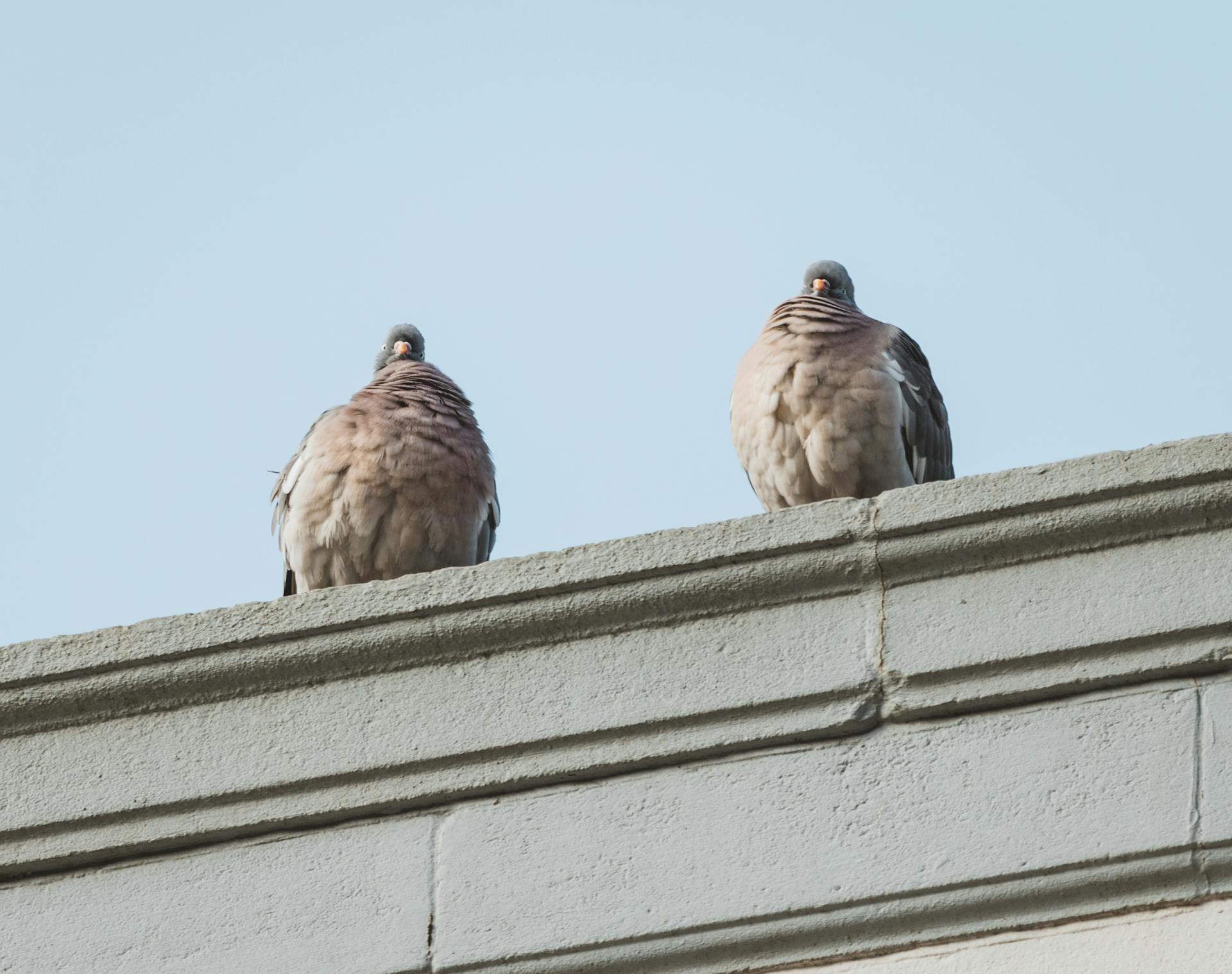 Close-up of two pigeons perched on a building ledge under clear blue sky.