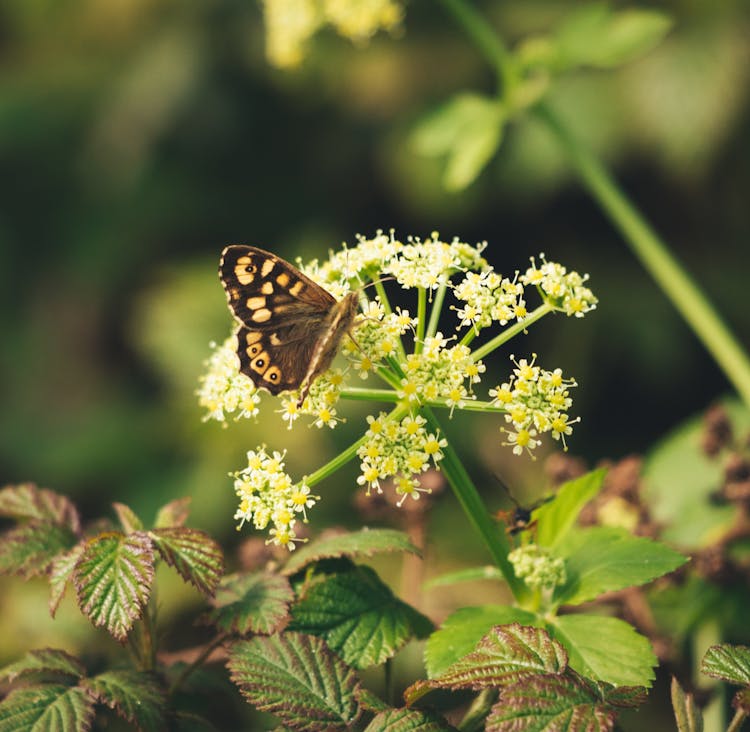 Butterfly Sitting On Flower