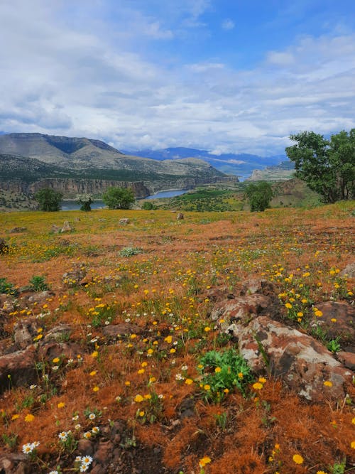 Flowering Plants on Mountain Area