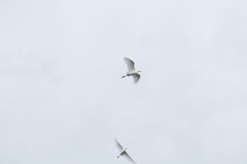 動物, 動物の写真, 空の無料の写真素材