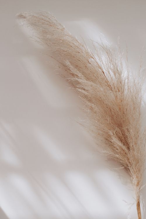 Free Soft and delicate pampas grass against a minimalistic white backdrop, perfect for decor themes. Stock Photo